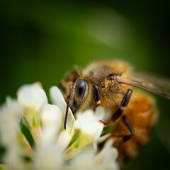 Honey Bee collecting Nectar from Clover Flower