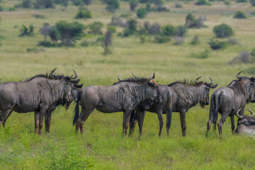 Herd of Blue wildebeest in Pilanesberg