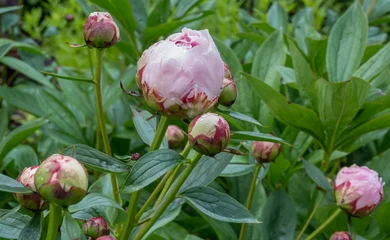 Fototapete Pfingstrosen Pfingstrosen (Paeonia) mit Regentropfen  © AnnaReinert