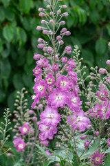 Rittersporne (Delphinium)