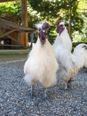 神鶏、神域を歩く
