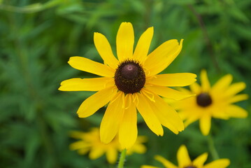 closeup of black-eyed susan flowers