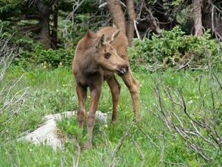 Moose Calf in Alpine Meadow along Mitchell Lake Trail, Indian Peaks Wilderness, Colorado