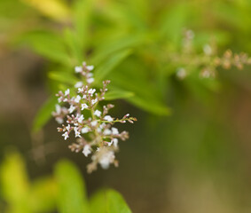 Aloysia citrodora, lemon verbena natural macro floral background