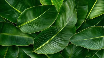 Obraz premium leaf, nature, plant, texture, foliage, leaves, detail, flora, tropical