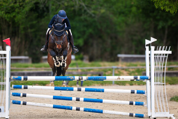 Show jumper with rider from the front jumping over an ox.
