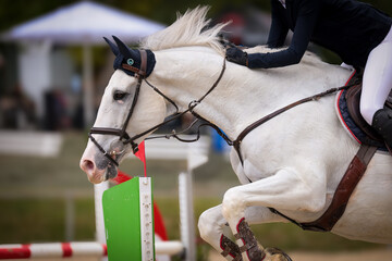 Horse with bridle head portraits, close-up.