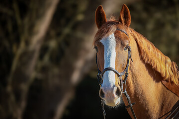 Horse with bridle head portraits, close-up.