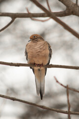 mourning dove resting on a tree branch