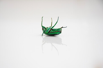 Green Cetonia on its back – macro insect photography