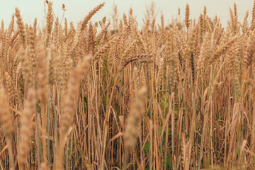 Growing wheat grain ready in farm field close-up
