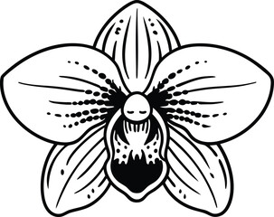 Detailed monochrome phalaenopsis orchid flower drawing