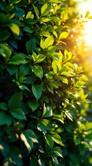 Sunlight filters through dense green leaves in a natural outdoor setting