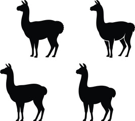 Four black silhouette llamas standing on a white background © rratry
