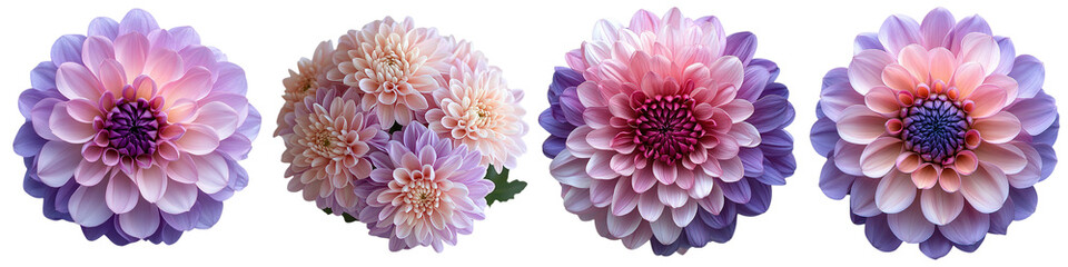 Floral arrangement featuring pastel dahlias, showcasing soft hues of pink, purple, and peach in...