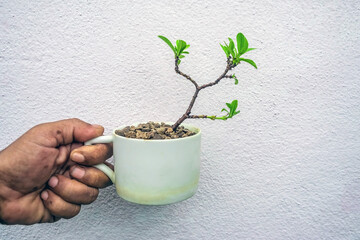 Small pink ixora flowers in a ceramic pot ,in a bonsai process.
