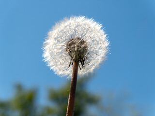 Fototapeta premium Dandelion seed head close-up against a clear blue sky in a natural setting during a sunny afternoon