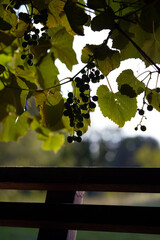 green grapes