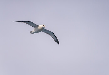 Side view of a Northern Petrel seabird as it glides with stiff wings above the Arctic ocean alongside cruise ship