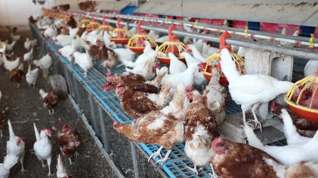 Group of brown and white chickens walking and eating in henhouse on farm. Poultry breeding concept. High quality 4k footage
