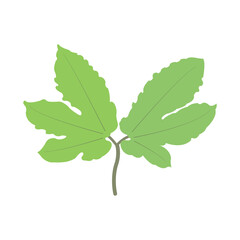 green leaf isolated on white