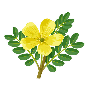 Illustration of Tribulus terrestris,also called goat's head, bindii, bull's head, burra gokharu, bhakhdi, caltrop, cat's head, devil's thorn, isolated on whityellow flower isolated on white background
