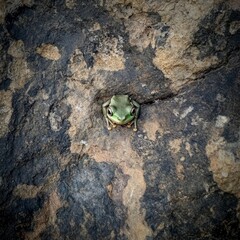 A green frog is sitting on a rock
