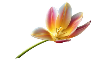 Fototapeta premium Close-up of a vibrant tulip with a mix of orange, pink, and white petals, isolated against a white background.