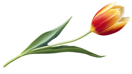 Fototapeta premium Single vibrant tulip blossom, red and yellow petals, green stem and leaves, isolated on white.
