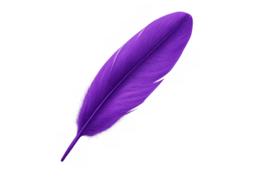 Purple feather floating against transparent backdrop, showcasing vivid hue and soft, wispy plumage with elegant simplicity