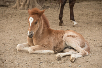 A young foal lies on the ground and looks at the camera.