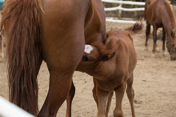 Mother horse nursing with her foal in a paddock at a farm
