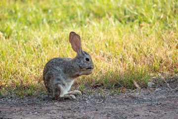 Desert cottontail rabbit feeding on grass in a residential backyard in the Scottsdale area of Arizona