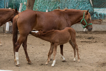 Mother horse nursing with her foal in a paddock at a farm