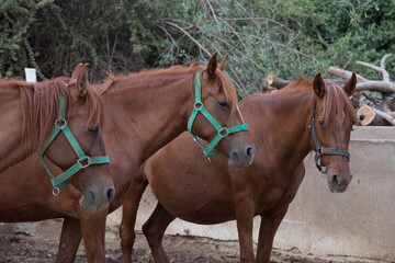Portrait of a brown horse in the paddock on a sunny day