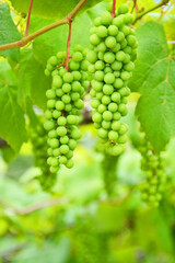 天空の農園のスチューベン