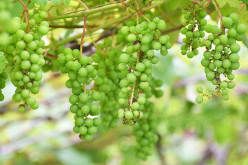 天空の農園のスチューベン