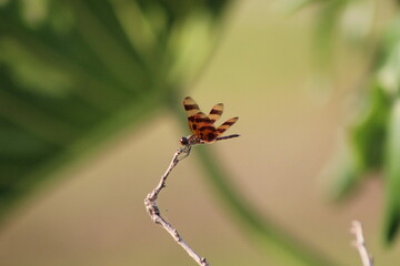 ladybird on a leaf