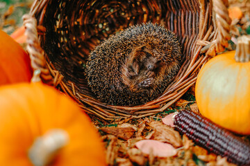 Hedgehog in Basket with Pumpkins and Indian Corn.Forest animals and inhabitants.Hedgehog in Basket with Autumn Harvest.Sleeping Hedgehog in a Basket with Pumpkins 