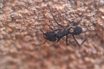 Argentinian ant walking on a wall