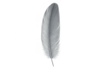 Delicate white feather drifting softly against transparent surface, embodying lightness and ethereal tranquility