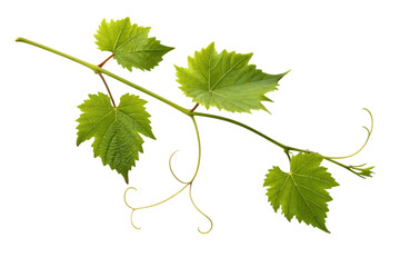 Grapevine branch with lush green leaves and delicate tendrils against a stark setting, perfect for vineyard or wine-themed designs