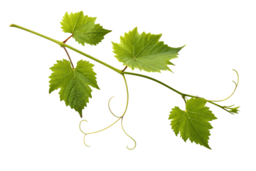 Grapevine branch with lush green leaves and delicate tendrils against a stark setting, perfect for vineyard or wine-themed designs