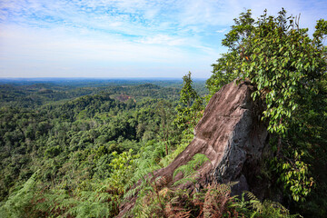 Fototapeta premium mountain landscape with trees