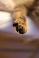 Tabby kitten’s paw stretches gently from soft bedding, relaxed in dreamy stillness. A quiet, intimate moment captured in texture and light.