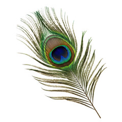 Detailed peacock feather isolated on transparent background