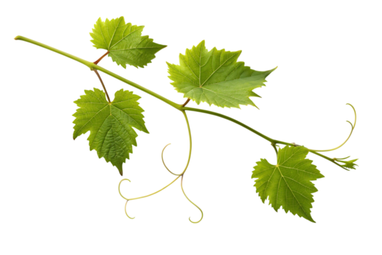 Grapevine branch with lush green leaves and delicate tendrils against a stark setting, perfect for vineyard or wine-themed designs - Powered by Adobe