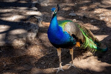 Peacock in Natural Light, Kos Greece