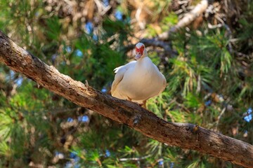 White Muscovy Duck on Tree Branch in Kos Forest