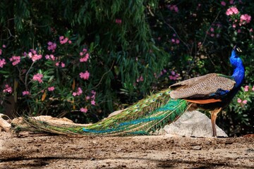 Peacock in Kos, Greece